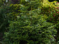 Thujopsis dolabrata Aurescens IMG_1016 Żywotnikowiec japoński